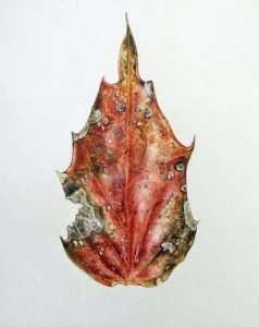 DSutherland-Ball-Mahoni