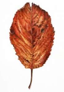 DSutherland-Cherry-Leaf