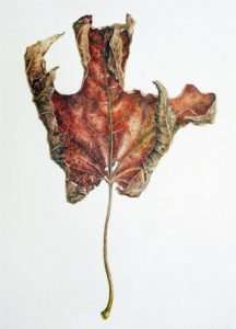 DSutherland-Maple-Leaf