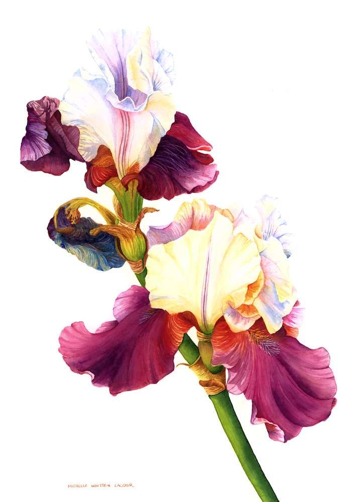 Bearded Iris, Michelle Whitten Lacour, 2019