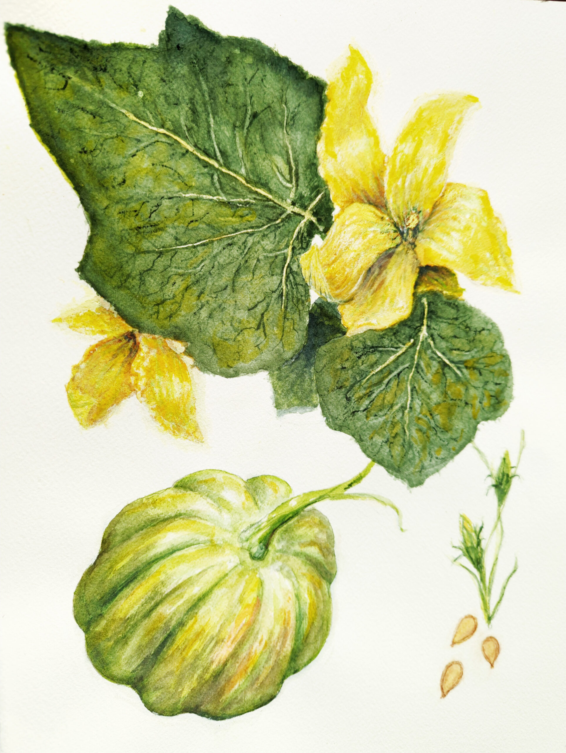 Story of a Squash by Barbara Canning