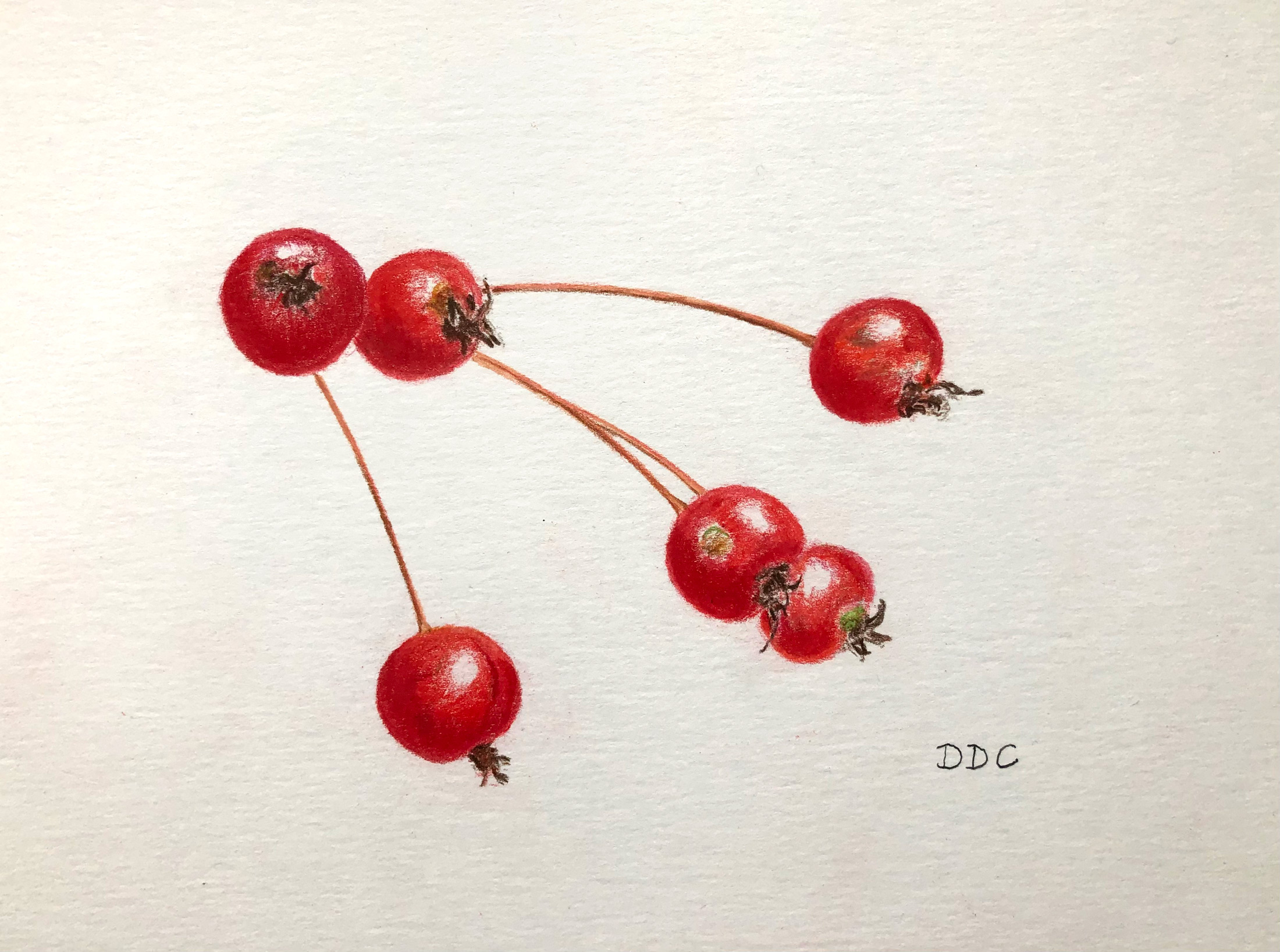 CrabappleSprigMUNBotanical