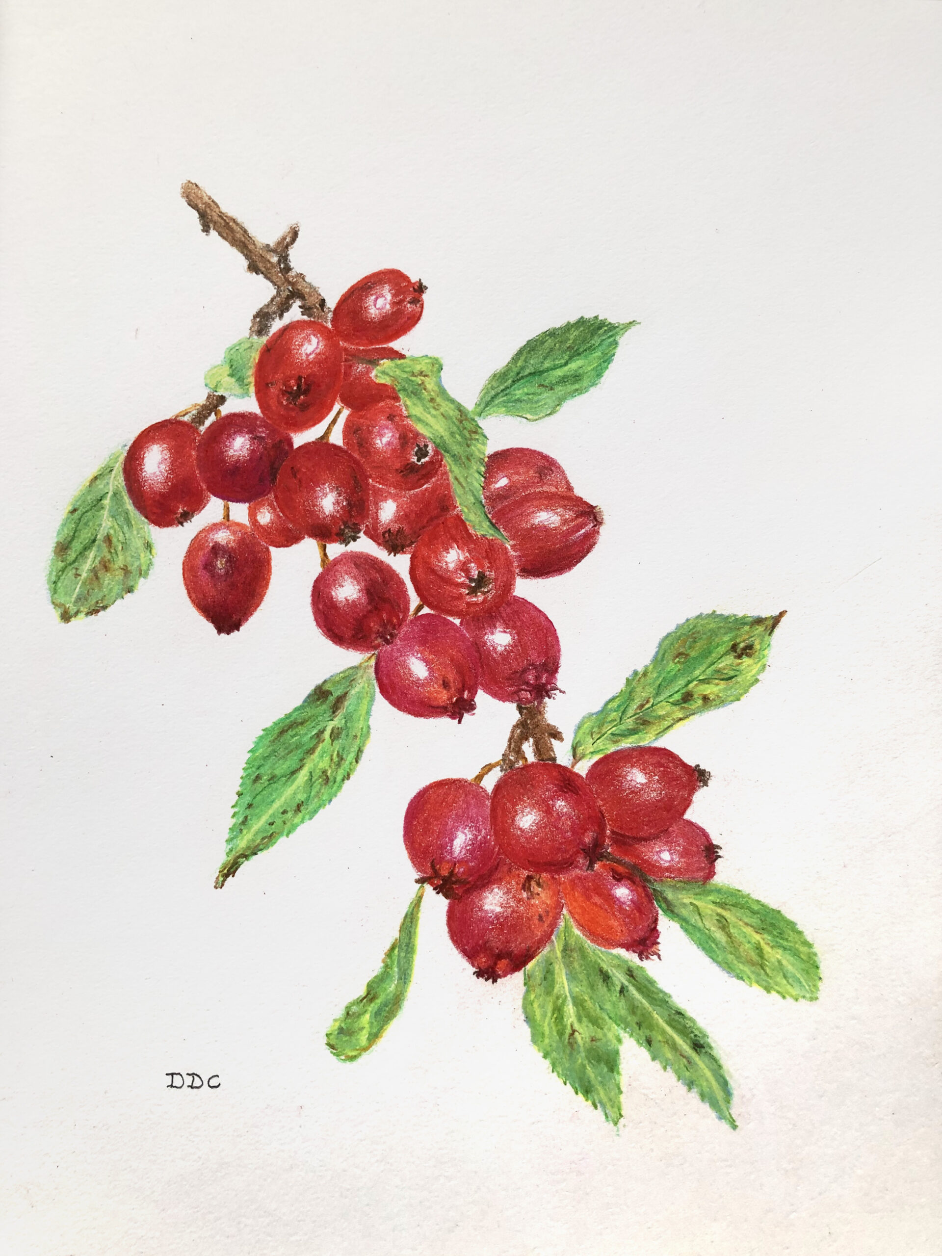 Crabapple Sprig by Dave Collins