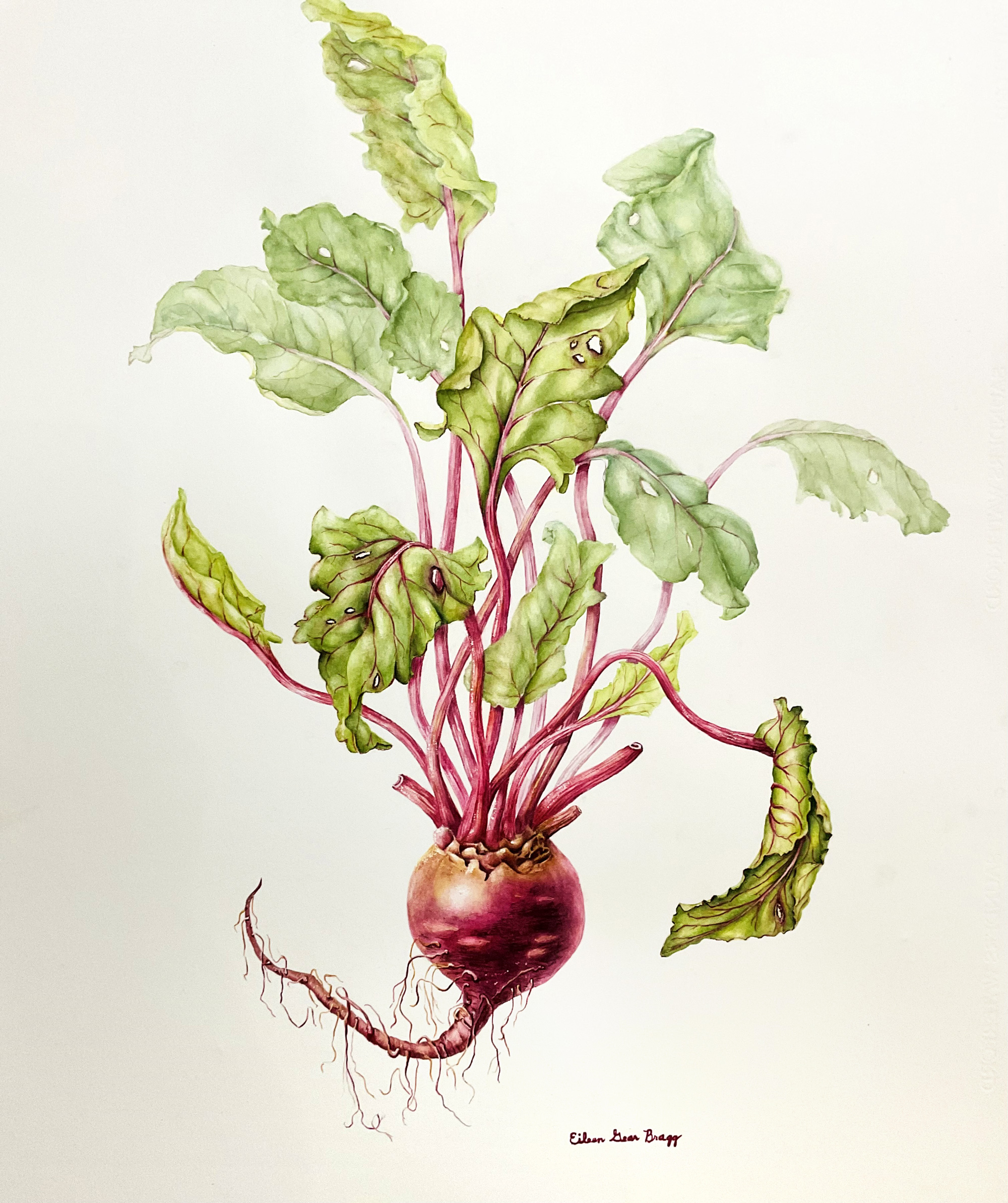 The Earthy Beet by Eileen Gear Bragg