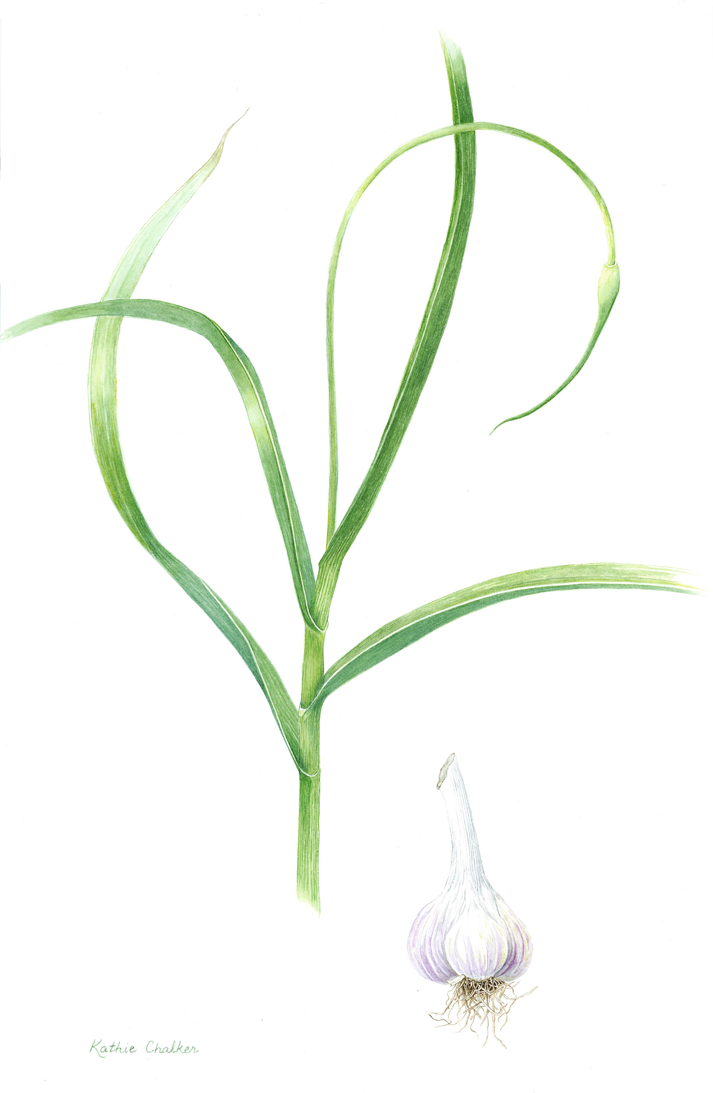 Music Garlic by Kathie Chalker