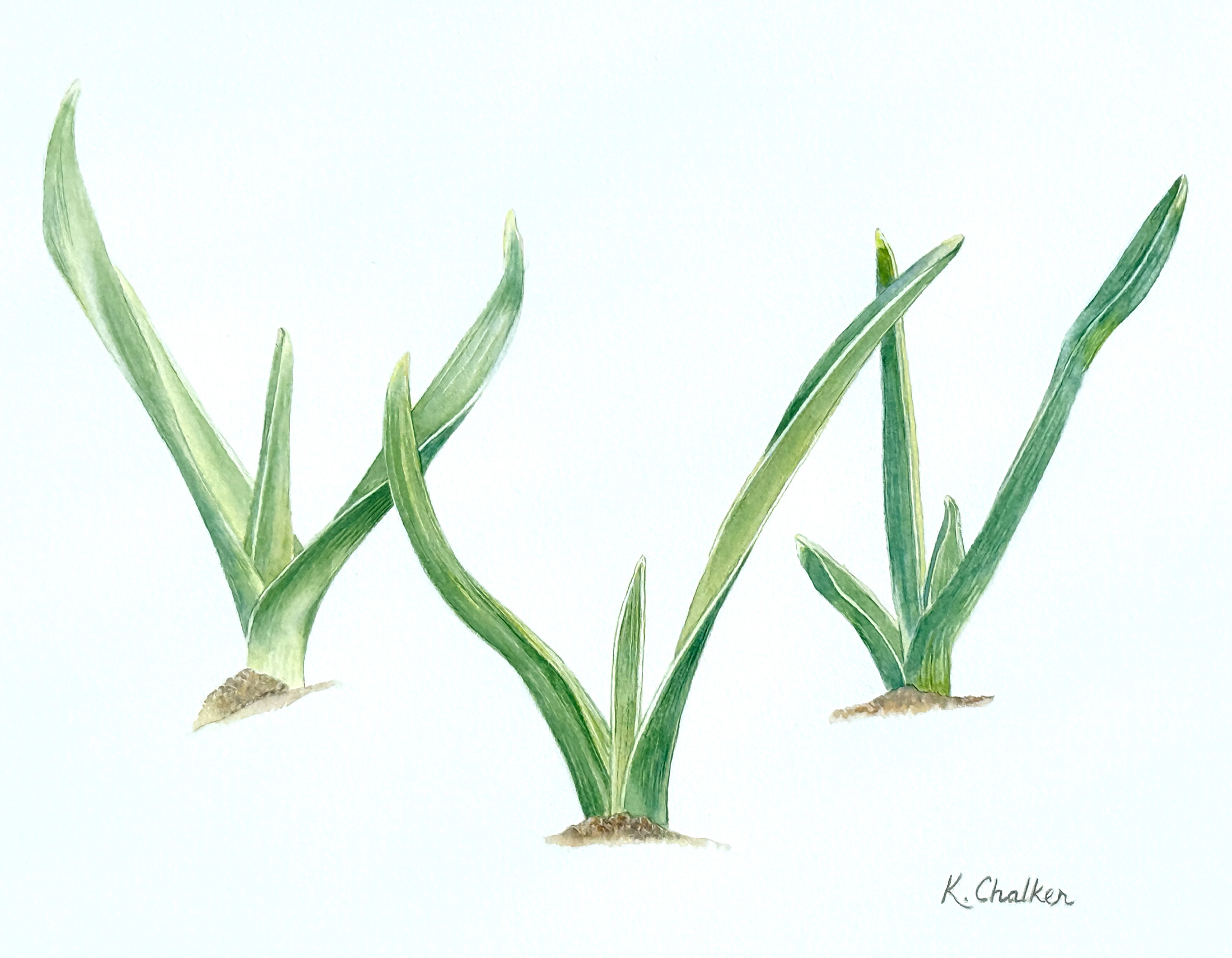 New Beginnings by Kathie Chalker