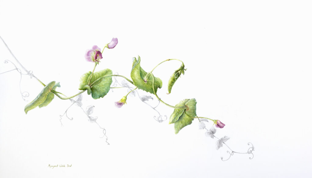 MargaretWalshBest-2025-art-Twists,-Turns-&-Tendrils Twists, Turns and Tendrils by Margaret Walsh Best