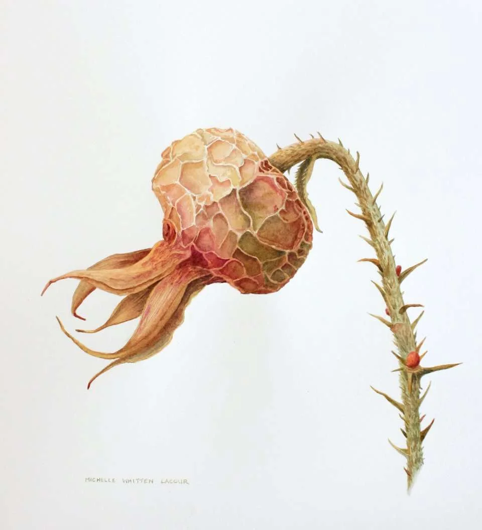 Dried Rose Hip | Michelle Whitten LeCour
